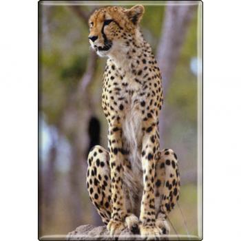 TIERMAGNET - Raubkatze Gepard - Gr. ca. 8 x 5,5 cm - 37008 - Küchenmagnet