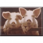 Kühlschrankmagnet - Schweine Ferkel - Gr. ca. 8 x 5,5 cm - 38334 - Magnet Küchenmagnet