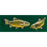 PVC Aufkleber Applikation Fisch - Angler - Angeln - FISCHE - 307141 - Gr. ca. 20 x 5,5 cm