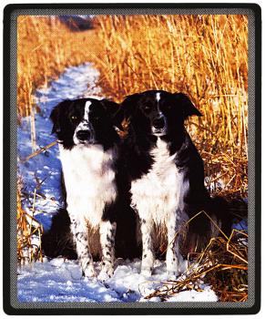 Mousepad Mauspad - Hunde Border Collie - Gr. ca. 24 x 20 cm - 22556