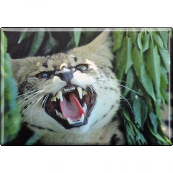 TIERMAGNET - Wildkatze Luchs - Gr. ca. 8 x 5,5 cm  - 37017 - Küchenmagnet