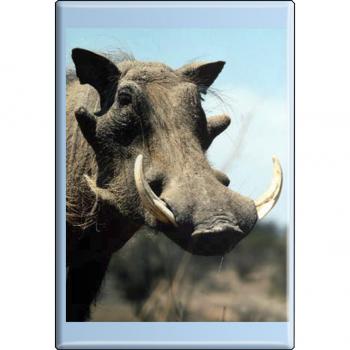 TIERMAGNET - Wildschwein - Gr. ca. 8 x 5,5 cm - 37021 - Küchenmagnet