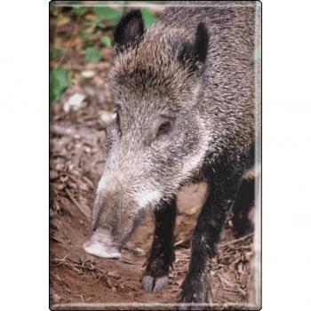 Kühlschrankmagnet - Wildschwein - Gr. ca. 8 x 5,5 cm - 37031 - Magnet Küchenmagnet