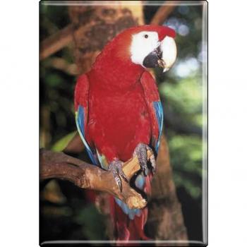 TIERMAGNET - Vogel Papageien - Gr. ca. 8 x 5,5 cm - 37233 -  Magnet