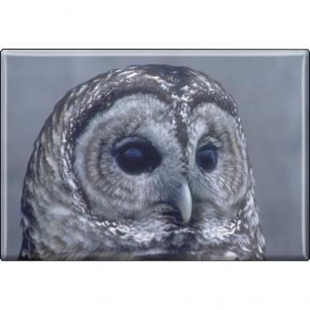 Kühlschrankmagnet - Vogel Eulen - Gr. ca. 8 x 5,5 cm - 37245 - Magnet  Küchenmagnet