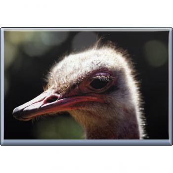 Kühlschrankmagnet - Vogel Strauß - Gr. ca. 8 x 5,5 cm - 37259 - Magnet Küchenmagnet