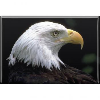 TIERMAGNET - Vogel Weißkopfseeadler - Gr. ca. 8 x 5,5 cm  - 37260 -  Magnet