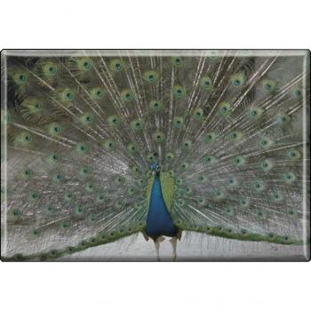 TIERMAGNET - Vogel Pfau - Gr. ca. 8 x 5,5 cm - 37265 -  Küchenmagnet