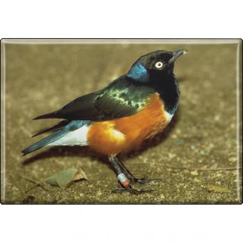 TIERMAGNET - Vogel - Gr. ca. 8 x 5,5 cm - 37266 - Küchenmagnet