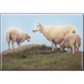 TIERMAGNET - Schaf Lamm Lämmchen - Gr. ca. 8 x 5,5 cm - 37452 - Küchenmagnet