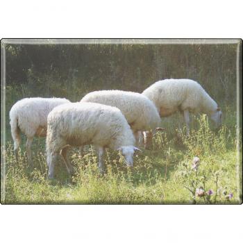 Kühlschrankmagnet - Schafe Schafherde - Gr. ca. 8 x 5,5 cm - Magnet Küchenmagnet