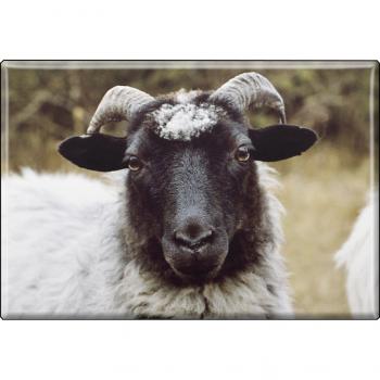 Kühlschrankmagnet - Schaf Schafsbock - Gr. ca. 8 x 5,5 cm  - 37455 - Magnet Küchenmagnet