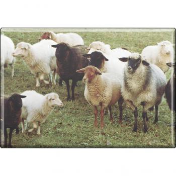 TIERMAGNET - Schaf Schafherde - Gr. ca. 8 x 5,5 cm - 37456 - Küchenmagnet