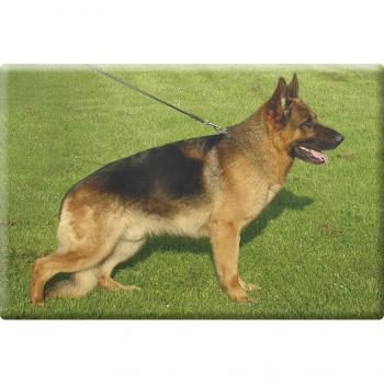 TIERMAGNET - Hunde Schäferhund - Gr. ca. 8 x 5,5 cm - 38473 - Küchenmagnet