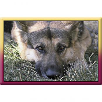 TIERMAGNET - Hunde Schäferhund - Gr. ca. 8 x 5,5 cm - 38476 - Küchenmagnet