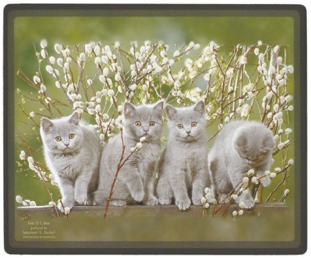 Mauspad Mousepad - Kätzchen Weidenkätzchen - KA289 Gr. 24 x 20cm