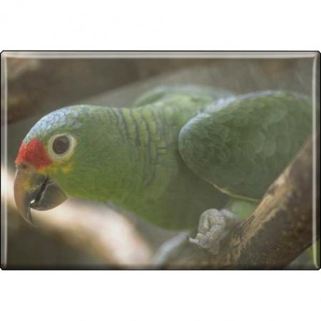 TIERMAGNET - Vogel Papageien - Gr. ca. 8 x 5,5 cm - 37239 - Küchenmagnet