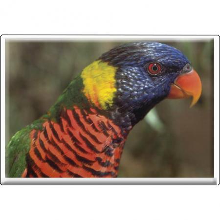 TIERMAGNET - Vogel Papageien - Gr. ca. 8 x 5,5 cm - 37241 -  Küchenmagnet