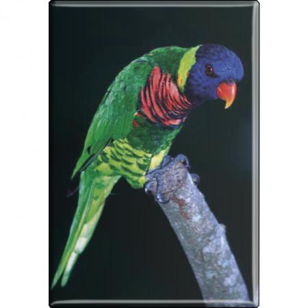Kühlschrankmagnet - Vogel - Gr. ca. 8 x 5,5 cm - 37243 - Magnet Küchenmagnet