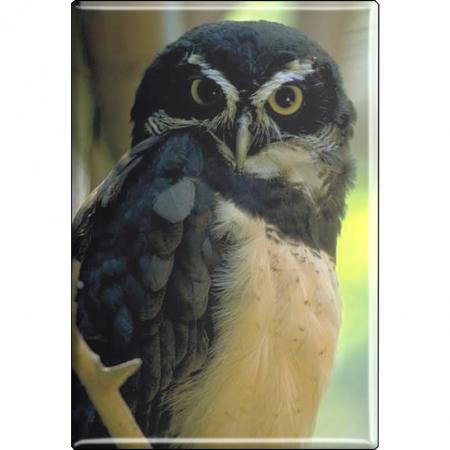 Magnetbutton mit Motiv - Tiere - Vogel - Eule - 37247 - 5,5 cm x 8 cm - Küchenmagnet