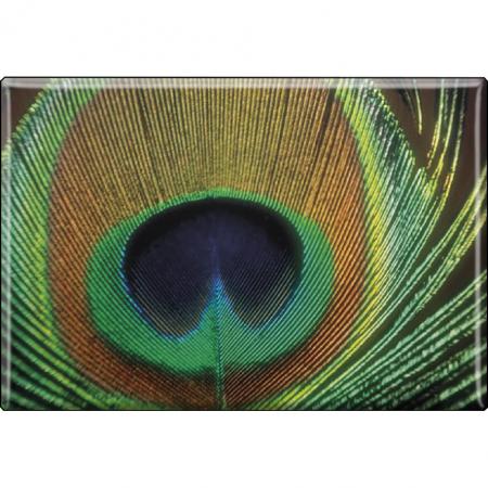 Kühlschrankmagnet - Vogel Pfauenauge - Gr. ca. 8 x 5,5 cm - 37264 - Magnet Küchenmagnet