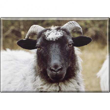 Kühlschrankmagnet - Schaf Schafsbock - Gr. ca. 8 x 5,5 cm  - 37455 - Magnet Küchenmagnet