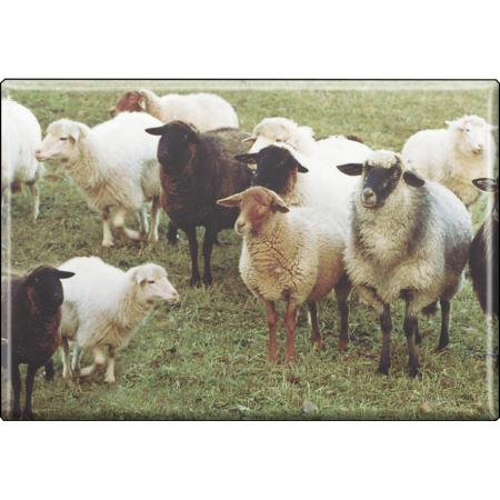 TIERMAGNET - Schaf Schafherde - Gr. ca. 8 x 5,5 cm - 37456 - Küchenmagnet