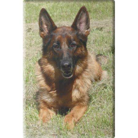 TIERMAGNET - Hunde Schäferhund - Gr. ca. 8 x 5,5 cm - 38472 - Küchenmagnet