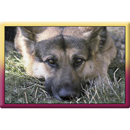 TIERMAGNET - Hunde Schäferhund - Gr. ca. 8 x 5,5 cm - 38476 - Küchenmagnet