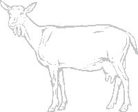 Aufkleber Applikation - Schaf - AP0484 -  versch Farben zur Wahl