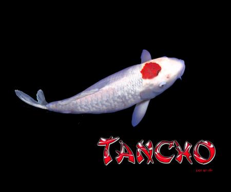 Mousepad mit Motiv - Koi Tancho - Gr. ca. 24 x 20cm - K0270