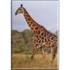 Kühlschrankmagnet - Giraffe - Gr. ca. 8 x 5,5 cm - 37039 - Magnet Küchenmagnet