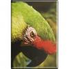 Kühlschrankmagnet - Vogel Papageien - Gr. ca. 8 x 5,5 cm - 37232 - Magnet Küchenmagnet
