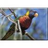 TIERMAGNET - Vogel Papageien - Gr. ca. 8 x 5,5 cm - 37240 - Küchenmagnet