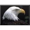 TIERMAGNET - Vogel Weißkopfseeadler - Gr. ca. 8 x 5,5 cm  - 37260 -  Magnet