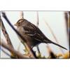 TIERMAGNET - Vogel - Gr. ca. 8 x 5,5 cm - 37269 - Küchenmagnet