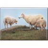 TIERMAGNET - Schaf Lamm Lämmchen - Gr. ca. 8 x 5,5 cm - 37452 - Küchenmagnet