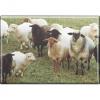TIERMAGNET - Schaf Schafherde - Gr. ca. 8 x 5,5 cm - 37456 - Küchenmagnet