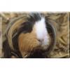 TIERMAGNET - Meerschweinchen - Gr. ca. 8 x 5,5 cm - 37431 - Küchenmagnet