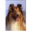 TIERMAGNET - Hund Collie - Gr. ca. 8 x 5,5 cm - 38441 - Küchenmagnet