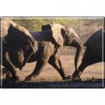 Kühlschrankmagnet - Elefant Elefantenherde - Gr. ca. 8 x 5,5 cm - 37027 - Magnet Küchenmagnet