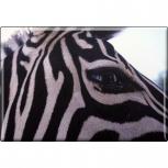 TIERMAGNET - Zebra - Gr. ca. 8 x 5,5 cm - 37029 - Küchenmagnet