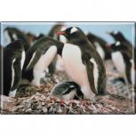 TIERMAGNET - Vogel Pinguine - Gr. ca. 8 x 5,5 cm - 37228 -  Küchenmagnet