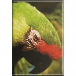 Kühlschrankmagnet - Vogel Papageien - Gr. ca. 8 x 5,5 cm - 37232 - Magnet Küchenmagnet