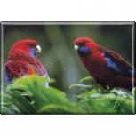 Kühlschrankmagnet - Vogel Papageien - Gr. ca. 8 x 5,5 cm - 37235 - Magnet Küchenmagnet