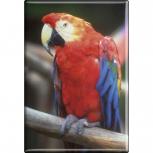TIERMAGNET - Vogel Papageien - Gr. ca. 8 x 5,5 cm - 37236 -  Küchenmagnet