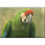 Kühlschrankmagnet - Vogel Papageien - Gr. ca. 8 x 5,5 cm - 37238 - Magnet Küchenmagnet