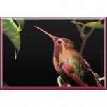 TIERMAGNET - Vogel - Gr. ca. 8 x 5,5 cm  - 37251 - Küchenmagnet