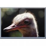 Kühlschrankmagnet - Vogel Strauß - Gr. ca. 8 x 5,5 cm - 37259 - Magnet Küchenmagnet