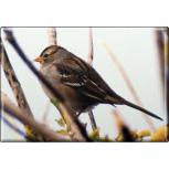 TIERMAGNET - Vogel - Gr. ca. 8 x 5,5 cm - 37269 - Küchenmagnet